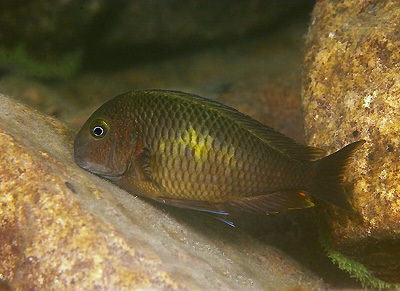 Tropheus moorii 'Chituta Bay'